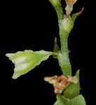 Climbing false buckwheat